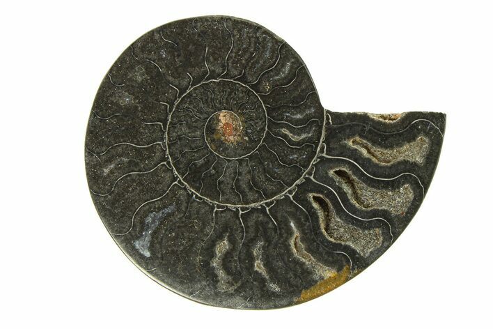 Cut & Polished Ammonite Fossil (Half) - Unusual Black Color #296319